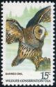 Barred Owl (Strix varia)